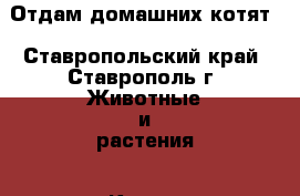 Отдам домашних котят - Ставропольский край, Ставрополь г. Животные и растения » Кошки   